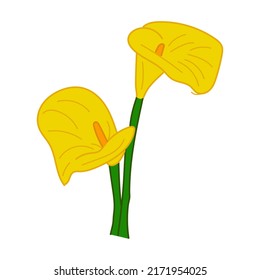 Calla Lily Flowers. Yellow flower calla Lily. vector illustration