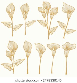 Calla lily illustration. Calla lily hand drawn. Calla lily drawing. Set of calla lilies drawing