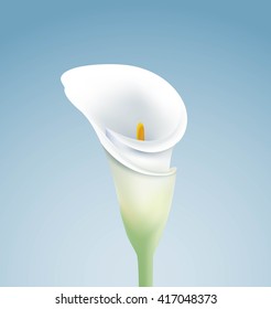 calla lily on blue background