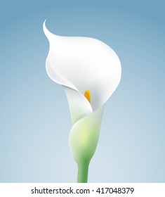 Calla Lily On Blue Background