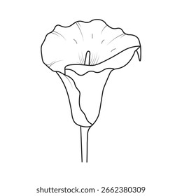 Calla Lily Sketch - Perfect for Coloring and Crafts