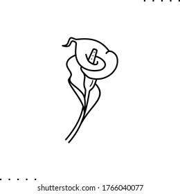 Calla Lily vector icon in outlines 