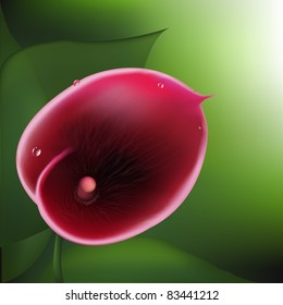 Calla Lily, Vector Illustration