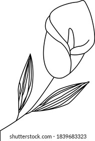 Calla lily vector line art. Single element isolated on white background. Icon, decor, element design, logo.
