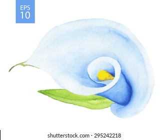 Calla Lily. Watercolor drawing. Vector illustration