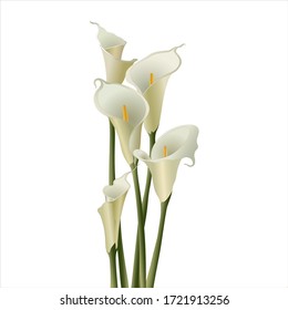 Calla Lily White Vector. Linear And Radial White Gradient Fill. White Background