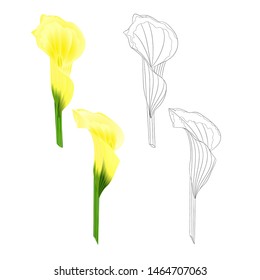 Calla lily yellow flowers   herbaceous perennial ornamental plants natural and outline  set on a white background  vintage  vector illustration editable hand draw