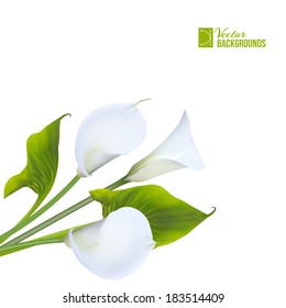 Calla lily for your design. Vector illustration.