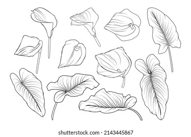 Calla lily zantedeschia set of isolated black and white flowers. Cute hand drawn flower vector illustration.