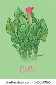 calla on green background