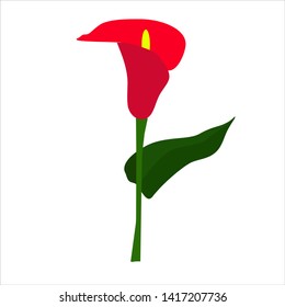 calla red flower, death flower, vector