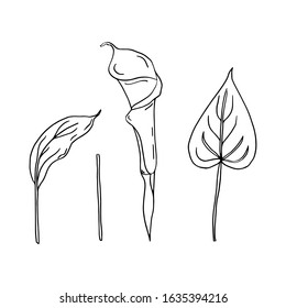 Calla set of contour drawings.Calla flower and leaves.Black and white image.Beautiful flowers.Flowers for the wedding.Vector image