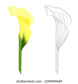 Calla yellow lily  flower   herbaceous perennial ornamental plants natural and outline  on a white background  vintage  vector illustration editable hand draw