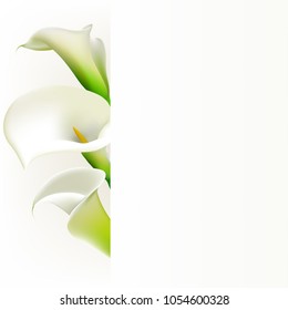 Callas. Flowers. Floral background. White. Border.