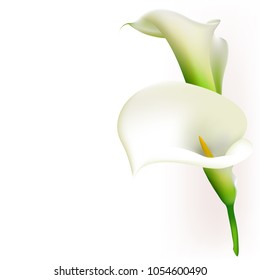 Callas. Flowers. Floral background. White.