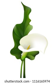 1,021 Calla lily border Images, Stock Photos & Vectors | Shutterstock