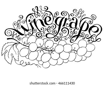 Calligraphical Lettering Winegrape. Hand drawn Fruit Label with Swirl, Curl and Crunge Effect.