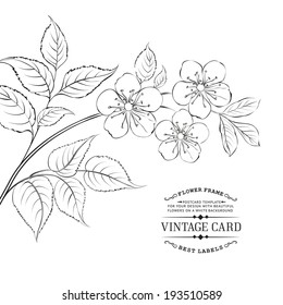 Calligraphy cherry and blossom brunch. Vector illustration.
