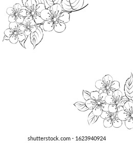 Calligraphy cherry blossom. Cute hand drawn isolated sakura branch. Sacura isolated over white. Branch of Japanese cherry blossoms with beautiful flowers. Vector illustration.