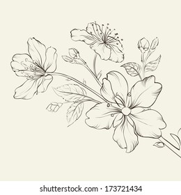 Calligraphy cherry blossom. Vector illustration.