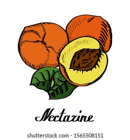 Calligraphy ink vector coloured natural original nectarine 