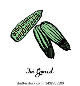 Calligraphy vector ivi gourd  for cards, decor, poster