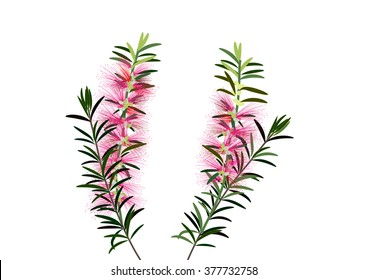 Callistemon or bottle brush flowers pink ,Australia flowers ,vector illustration
 svg