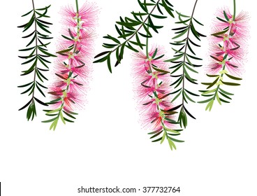 Callistemon or bottle brush flowers pink ,Australia flowers ,vector illustration
