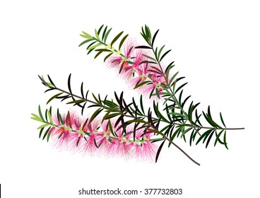 Callistemon or bottle brush flowers pink ,Australia flowers ,vector illustration
