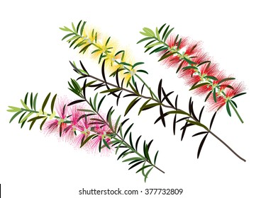 Callistemon or bottle brush flowers pink,yellow,red ,Australia flowers ,vector illustration
 svg