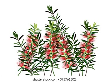 Callistemon or bottle brush flowers red ,Australia vector illustration