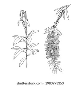 Callistemon Comboynensis. Australian Plant. Vector Sketch Of Flowers By Line On A White Background. Decor