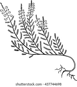 calluna vulgaris
