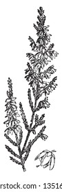 Calluna Vulgaris has small scale-leaves. It is a low-growing perennial shrub growing to 20 to 50 centimetres tall. It is a small, variably-sized, evergreen shrub, vintage 