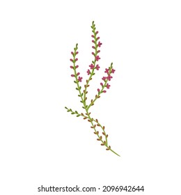 Calluna Vulgaris Herb. Common Heather Flower. Modern Botanical Drawing Of Wild Field Plant, Delicate Ling Sprig. Flat Vector Illustration Of Pretty Meadow Wildflower Isolated On White Background