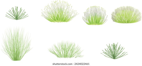 Calluna,Eleocharis vivipara ,grass isolated on white background, tropical trees isolated used for design, advertising and architecture