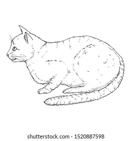 Calm Cat. Vector Black Hand Drawn Sketch Feline Illustration