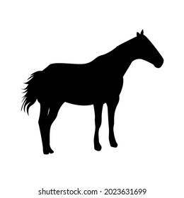 calm horse silhouette - black vector outline on white background