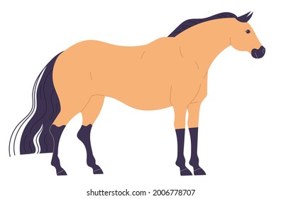 Calm, standing straight, light colored horse with dark legs and mane.