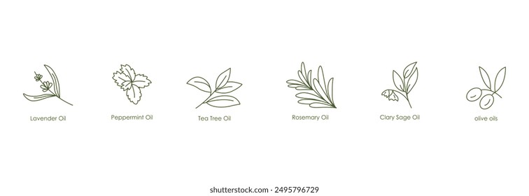 Calming and Aromatic Oils Vector Icons: Lavender, Peppermint, Eucalyptus, Rosemary, Clary Sage, Olive