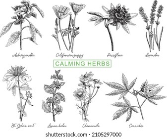 Grupo de hierbas para calentar: amapola californiana, ashwagandha, lavender, bálsamo de limón, passiflora, camomila, cannabis, hierba de san john. Ilustración de vector esquemática dibujada a mano.