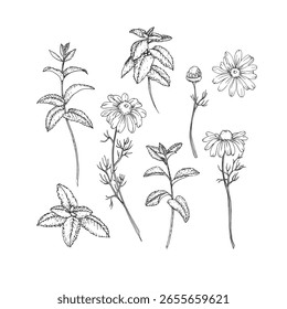 Conjunto de hierbas calmantes de Ilustraciones vectoriales dibujadas a mano en tinta. Imágenes gráficas de manzanilla, menta. Elementos para el diseño de té de hierbas y aceites aromáticos