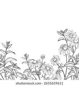 Calming herbs vector frame hand drawn in ink. Graphic illustration with chamomile and mint. Template for design of herbal tea and aromatic oils