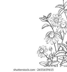 Marco de Vector de hierbas calmantes dibujado a mano en tinta. Ilustración gráfica con manzanilla y menta. Plantilla para el diseño de té de hierbas y aceites aromáticos