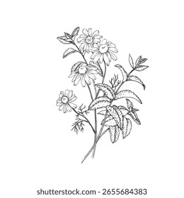 Calming herbs vector illustration hand drawn in ink. Graphic image with chamomile and mint. Template for design of herbal tea and aromatic oils