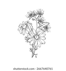 Calming tea herbs vector illustration hand drawn in ink. Graphic image with chamomile, linden. Template for design of herbal tea and aromatic oils