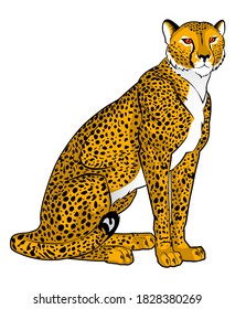 Calmly Sitting Cheetah. Drawing On White Background