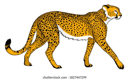 Cheetah Running Incredibly Fast Color Version Stock Vector (Royalty ...