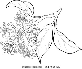 Ilustração de Contorno Isolado de Ramificação de Calodendrum.