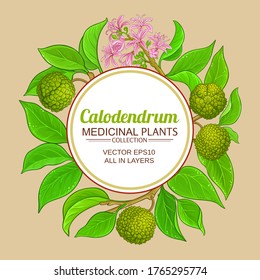 calodendrum vector frame on color background